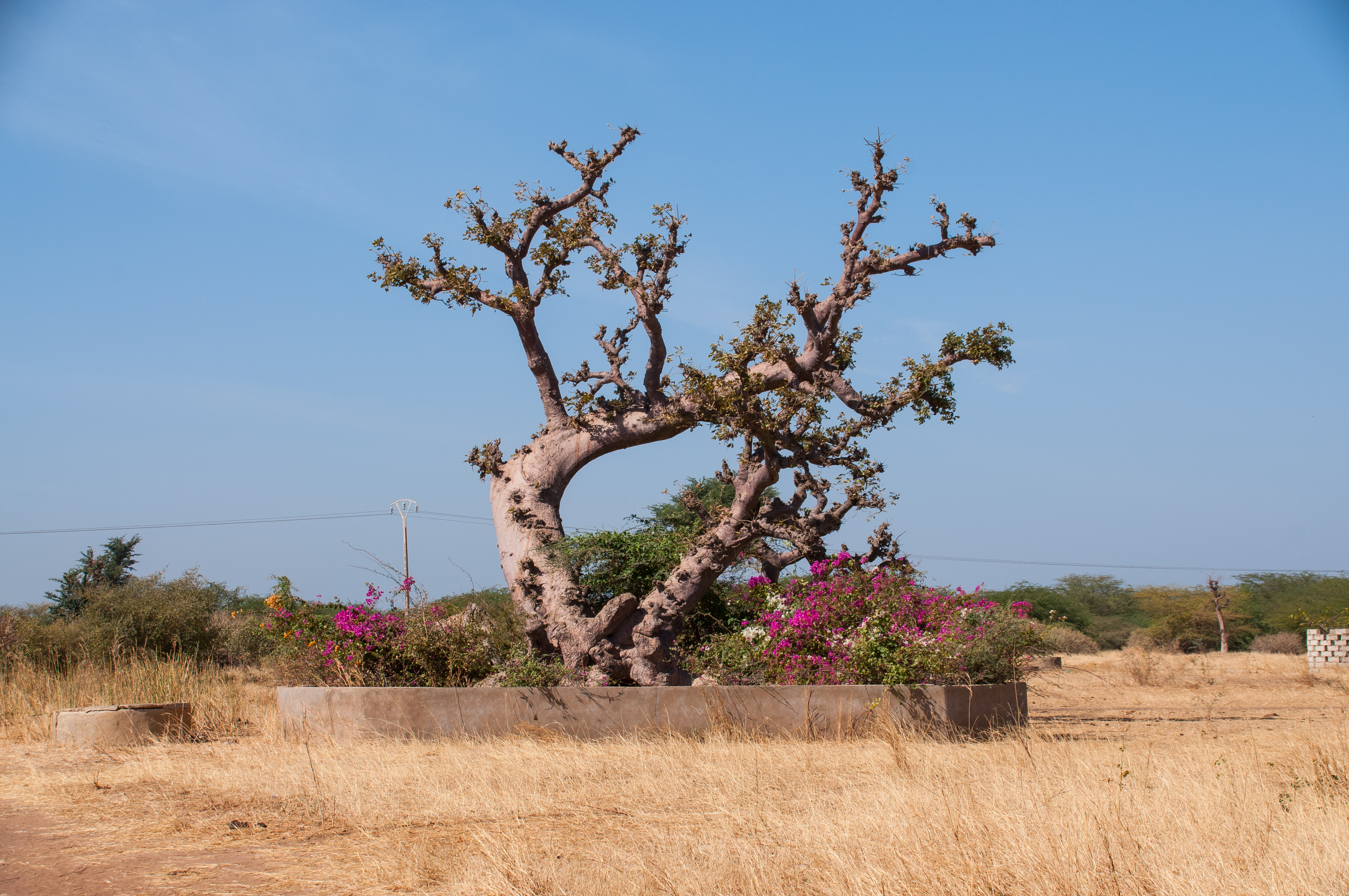 Le baobab couché de l'espace du gros manguier, une curiosité locale.